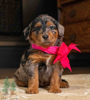 Mini Goldendoodle Puppy