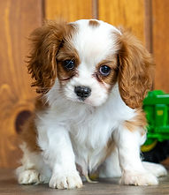 fullsizeoutput_15b8_edited.jpg
