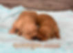 Golden Retriever Puppies Females