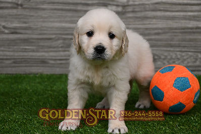 English Cream Golden Retriever