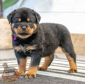 Rottweiler Puppy