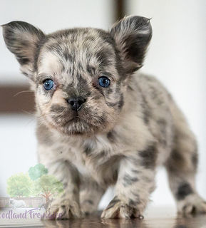 French Bulldog Puppy