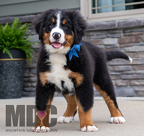 Bernese Mountain Dog