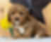 Cavapoo Puppy