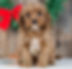 Cavapoo Puppy