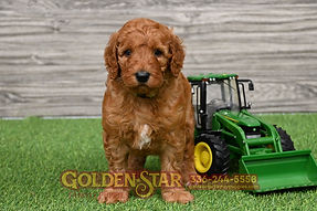 F1B Goldendoodle