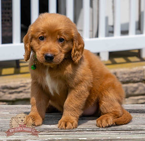 Mini Golden Retriever Puppy