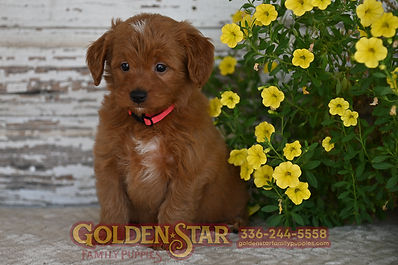 F1 Mini Goldendoodle