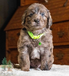 Mini Goldendoodle Puppy