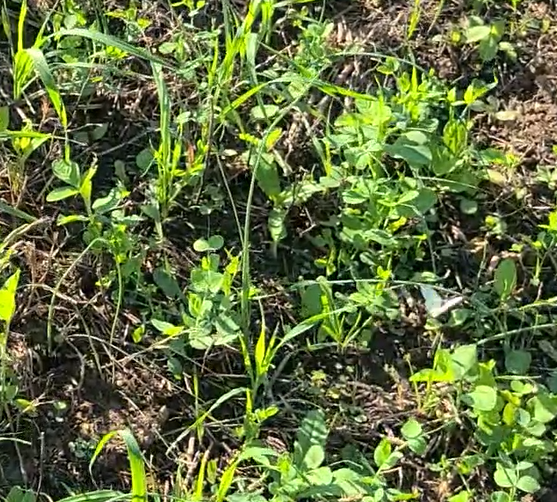 Thumbnail: Early Season Blend - WHD Seeds