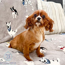 Nora - Goldenretrever-2.jpg