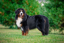 Nora - Goldenretrever-2.jpg