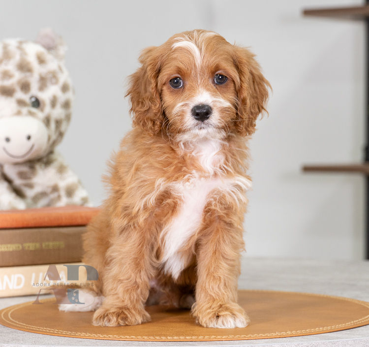Cavapoo Puppy sitting for a Photo