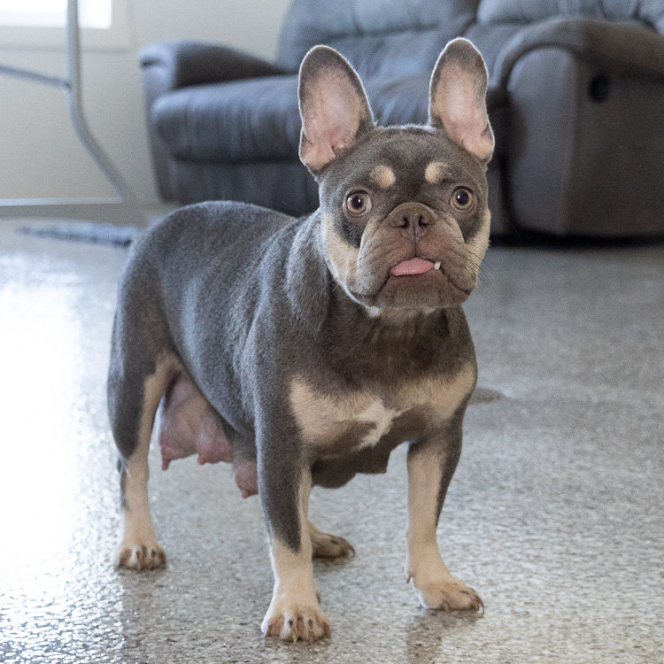 Woodland Frenchies
