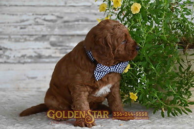 F1b Mini Goldendoodle