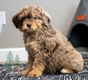 Mini Aussiedoodle Puppy