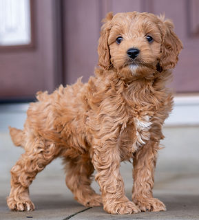 Cavapoo Puppy