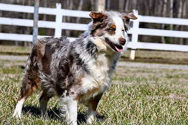 Australian Shepherd