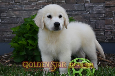 English Cream Golden Retriever