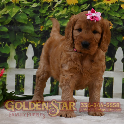 F1 Goldendoodle