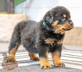 Rottweiler Puppy