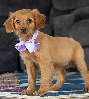 Mini Golden Paradise-12.jpg