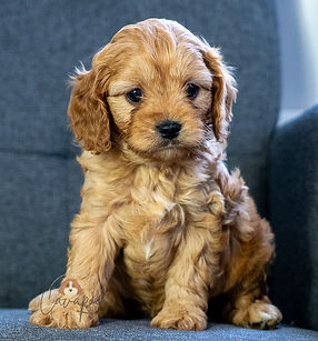 Cavapoo Puppy