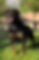 Nora - Goldenretrever-2.jpg