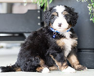 F1 Mini Bernedoodle