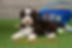 F1 Mini Aussiedoodle