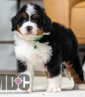F1 Mini Bernedoodle