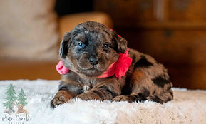 Mini Goldendoodle Puppy