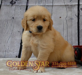 Golden Retriever