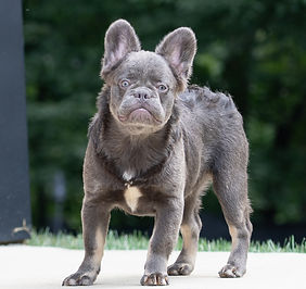 Long Haired French Fluffy French Bulldog Puppies For Free French