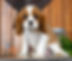Cavalier Puppy