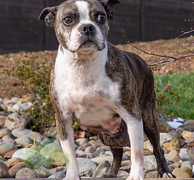 Woodland Frenchie Dams