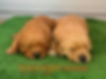 Golden Retriever Puppies Females