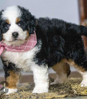 Mini Bernedoodle Puppy