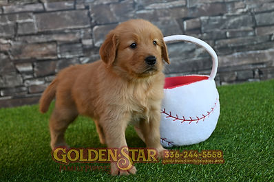Golden Retriever