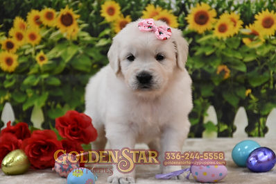 English Cream Golden Retriever