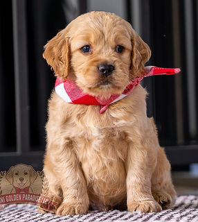 Mini Golden Paradise-12.jpg