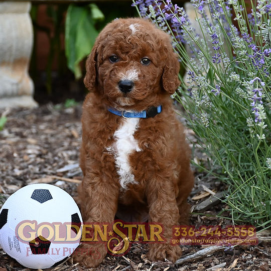 F1b Mini Goldendoodle