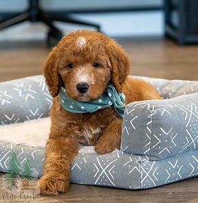Mini Goldendoodle Puppy