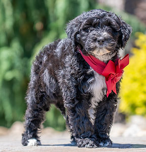 Portuguese Water Dog Puppy