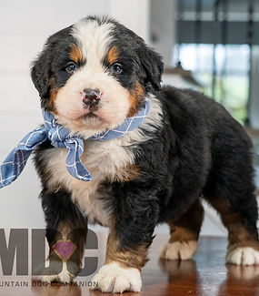 Bernese Mountain Dog Puppy