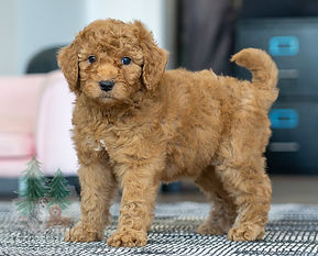 Mini Goldendoodle Puppy