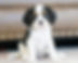 Cavalier King Charles Spaniel Puppy