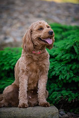 Nora - Goldenretrever-2.jpg