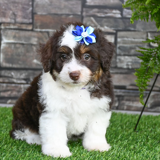F1 Mini Aussiedoodle