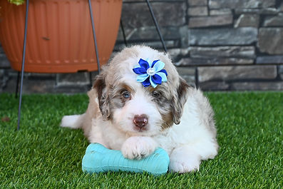 F1 Mini Aussiedoodle